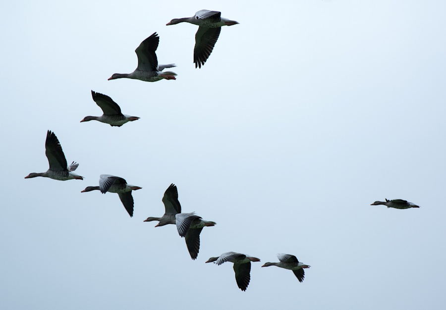 geese in V formation